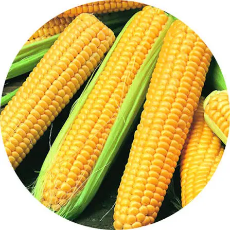 Hybrix 53 Sweet Corn Seed