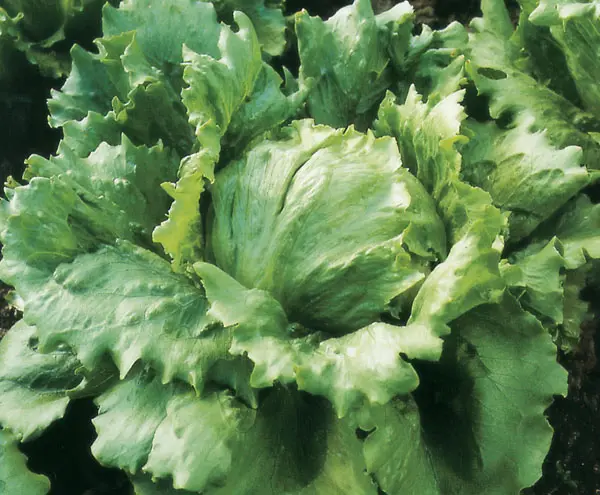 Diva Lettuce 25g pk