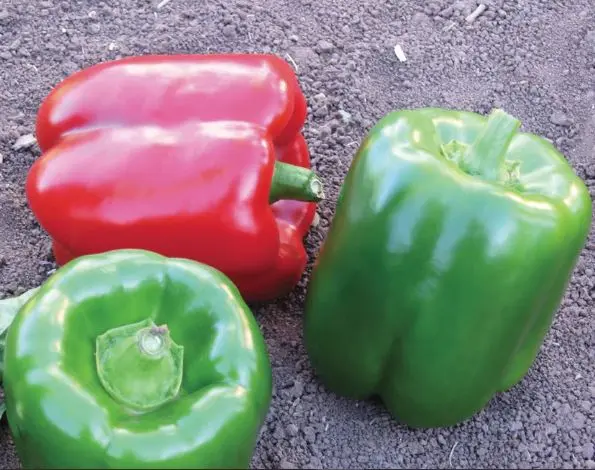 Karisma Bell Pepper 5M