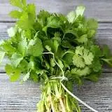 Herb Coriander Santos Long Sta
