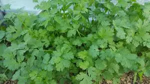 Coriander Cilantro Leisure
