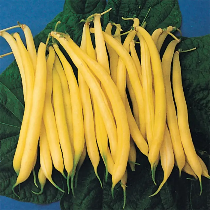 Yellow Green Beans Golden Rod