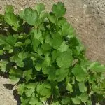 [CILANTROSLB] Cilantro Seeds Santo1 lb.