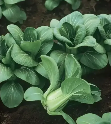 [MEQICH1M] Mei Qing Choi Pak Choi Fi Hybrid 1M Sds